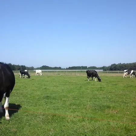 Golondrinas Casiellas